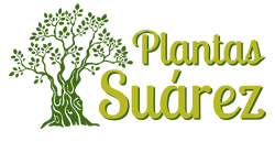 Plantas Suárez