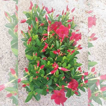 DIPLADENIA POT DE 10,5CM