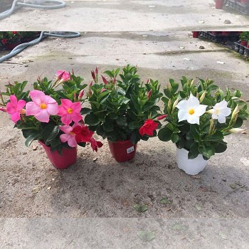 DIPLADENIA POT DE 14,5CM
