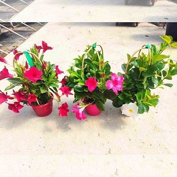 DIPLADENIA ARCHE POT DE 14CM HAUTEUR 40CM