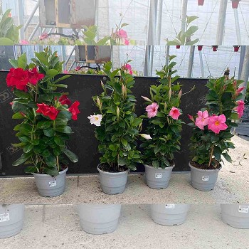 DIPLADENIA PYRAMIDE POT DE 17CM HAUTEUR 60CM
