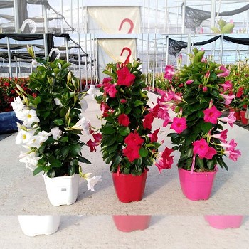 DIPLADENIA PYRAMIDE POT DE 19CM HAUTEUR 75CM