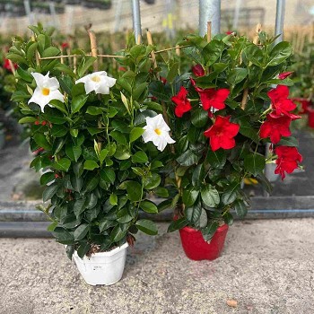 DIPLADENIA ESPALIER POT DE 21CM HAUTEUR 70CM