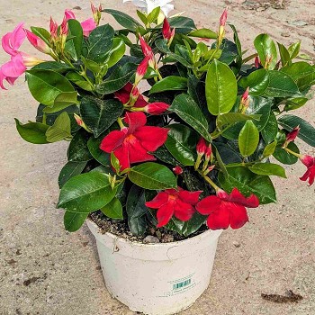 DIPLADENIA TRICOLOR POT DE 23CM