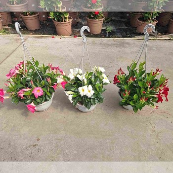 DIPLADENIA SUSPENSION POT DE 23CM