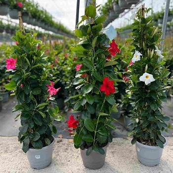 DIPLADENIA PYRAMIDE POT DE 23CM HAUTEUR 105CM