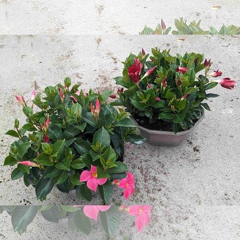 DIPLADENIA COUPE DE 32CM