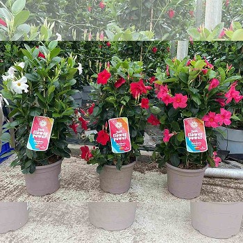 DIPLADENIA TRIPLE ARCHE POT DE 24CM HAUTEUR 70CM