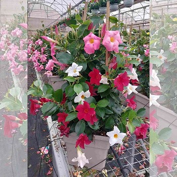 DIPLADENIA TRICOLOR POT CARRÉ 25X25CM HAUTEUR 90CM