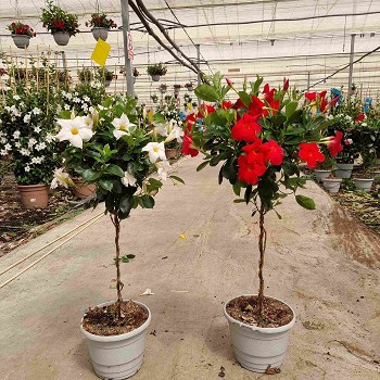 DIPLADENIA TIGE POT DE 25CM