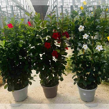 DIPLADENIA ESPALIER POT DE 25CM HAUTEUR 120CM