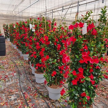 DIPLADENIA ESPALIER POT DE 35CM HAUTEUR 150CM
