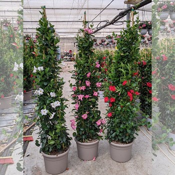 DIPLADENIA PYRAMIDE POT DE 40CM HAUTEUR 210CM