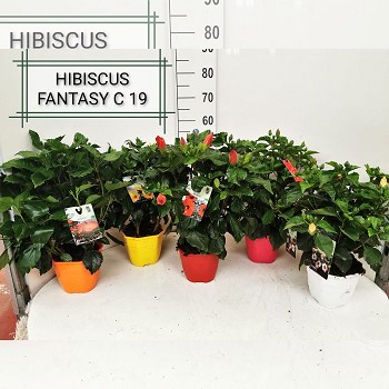 HIBISCUS POT DE 19CM