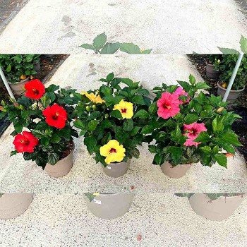 HIBISCUS POT DE 30CM