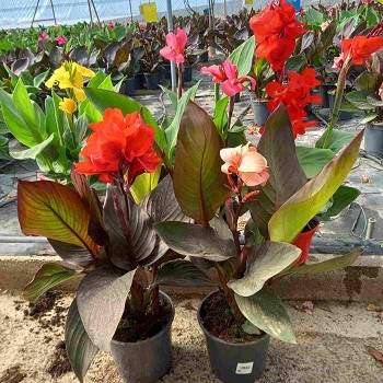 CANNA POT DE 17CM