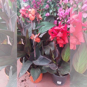 CANNA POT DE 20CM
