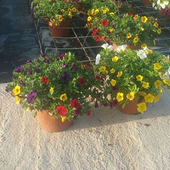 CALLIBRACHOA POT DE 17CM