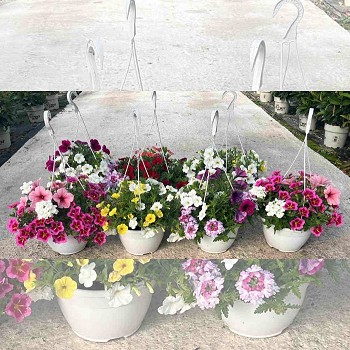 CONFETTTI GARDEN SUSPENSION EN POT DE 20CM