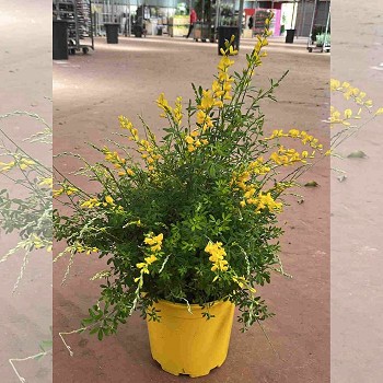 CYTISUS (GENÊT) POT DE 20CM