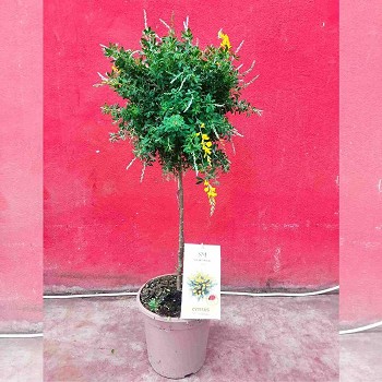 CYTISUS (GENÊT) SUR TIGE POT DE 20CM HAUTEUR 70CM