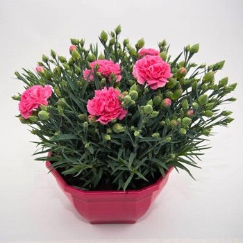 DIANTHUS CARNELIA (OEILLET) EN COUPE DE 20CM PROMO