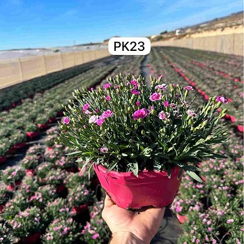 DIANTHUS PINK KISS (OEILLET) EN COUPE DE 23CM 
