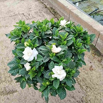 GARDENIA JASMIN POT DE 20CM