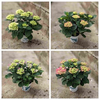 HORTENSIA POT DE 17CM