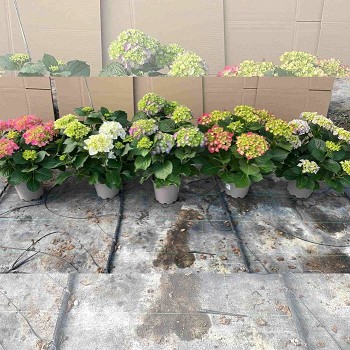 HORTENSIA POT DE 20CM