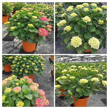 HORTENSIA POT DE 35CM