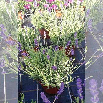 LAVANDE EARLY BLUE POT DE 17CM