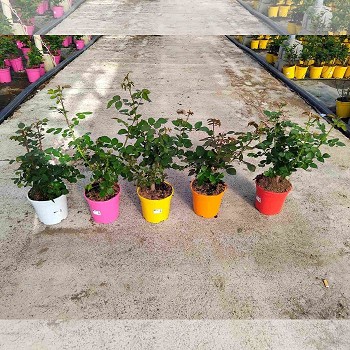ROSIER GRANDIFLORA EN POT DE 17CM