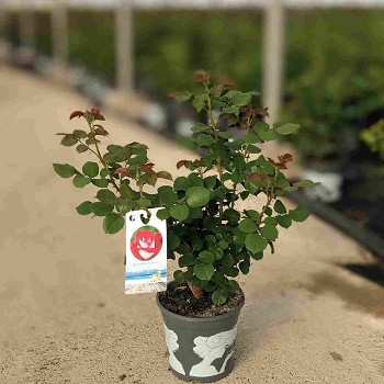 ROSIER MEILAND EN POT DE 20CM