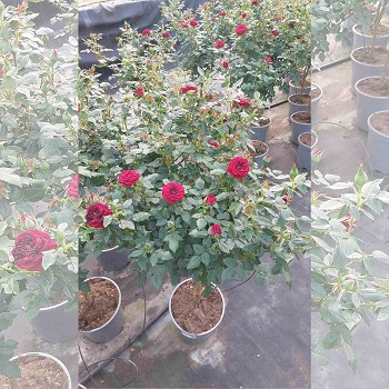 ROSIER TIGE POT DE 20CM HAUTEUR 90/100CM
