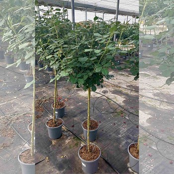ROSIER GRANDIFLORA TIGE POT DE 25CM HAUTEUR 150CM
