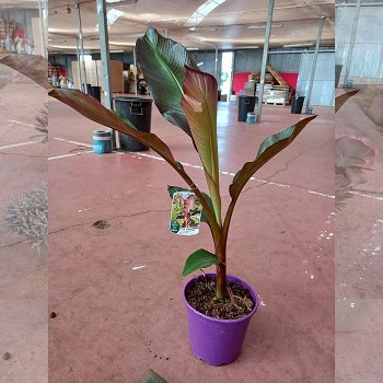 BANANIER ROUGE (MUSA MAURELLI) EN POT DE 22CM