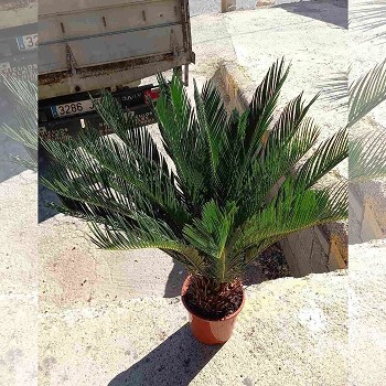 CYCAS REVOLUTA EN POT DE 21CM