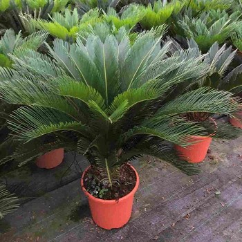 CYCAS REVOLUTA EN POT DE 30CM