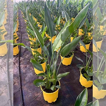 STRELITZIA REGINAE EN POT DE 20CM