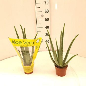 ALOE VERA EN POT DE 12CM