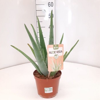 ALOE VERA BIO EN POT DE 17CM