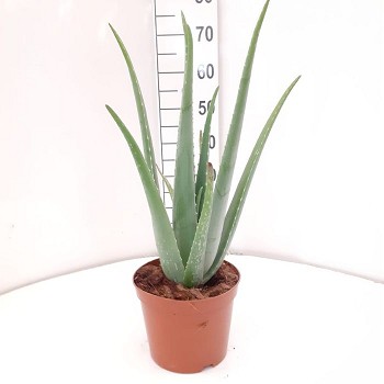 ALOE VERA EN POT DE 21CM