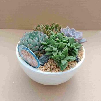 COMPOSITION SUCCULENTE EN COUPE DE 20CM