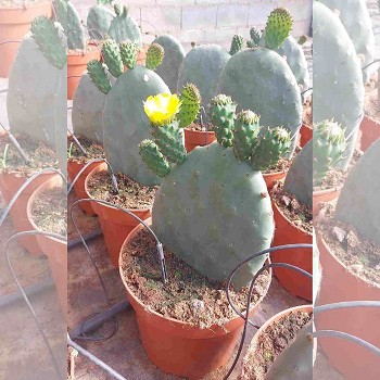OPUNTIA EN POT DE 22CM