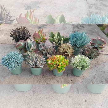 MIX SUCCULENTES EN POT DE 19CM