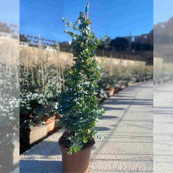 EUCALYPTUS PYRAMIDE EN POT DE 24CM HAUTEUR 110CM