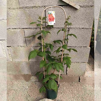 FRAMBOISIER EN POT DE 20CM