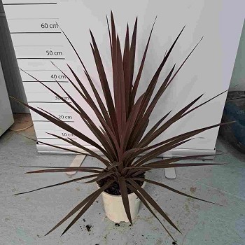 CORDYLINE AUSTRALIS RED STAR EN POT DE 17CM