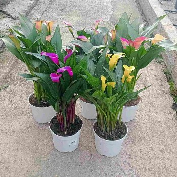 ARUM COLORÉ POT DE 17CM